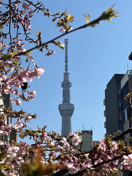Tokyo Skytree framed by cherry blossom branches